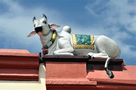 Sacred cow stock photo. Image of hindu, religion, statue - 19446050