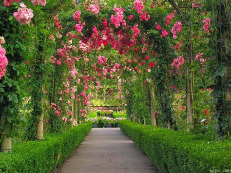 Red Rose Flower Garden Wallpapers - Wallpaper Cave