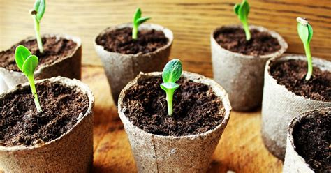 Wee-B-Little Pumpkin Planting, Care, & Harvesting Guide - The Garden Magazine