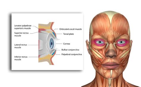 Muscles of the Eye - Exercise Along With Me - Series 1 - Hooded Eyelid ...