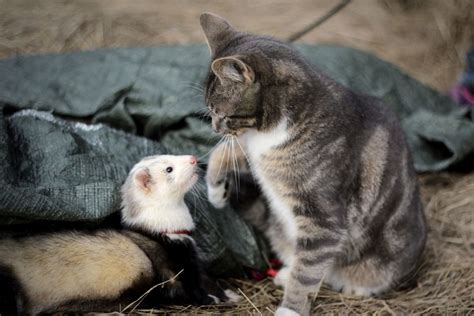 Do Ferrets Get Along With Other Pets?