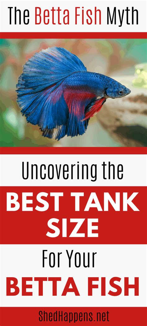 The Betta Fish Myth: Uncovering The Best Tank Size For A Betta Fish - Shed Happens