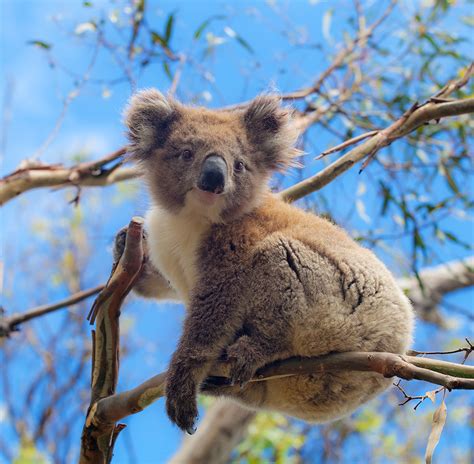 Counting koalas for conservation – Atlas of Living Australia