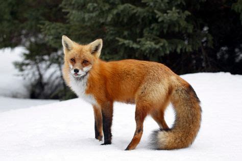 The first confirmed sighting of a rare Sierra Nevada red fox in ...