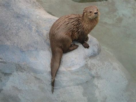 Sea otter predators