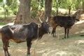 Oxen Plowing 4 Free Stock Photo - Public Domain Pictures