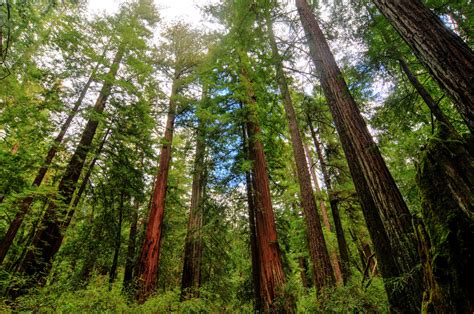 Giant Sequoias and Redwoods: The Largest and Tallest Trees | Live Science