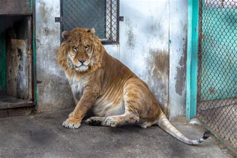 LIGER Panthera: 18 Astonishing Liger Facts - Fact Animal