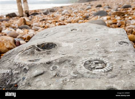 Ammonite fossils on the world famous Charmouth fossil beach, Dorset,UK Stock Photo - Alamy