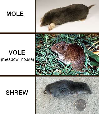 Voles And Moles Differences