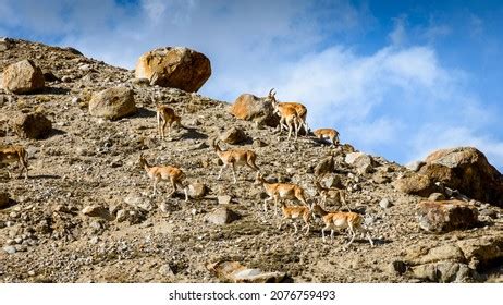 9 Ladakh urial Images, Stock Photos & Vectors | Shutterstock