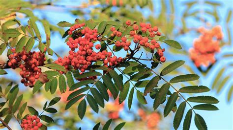 American Mountainash: The Witchwood Tree • Arbor Day Blog