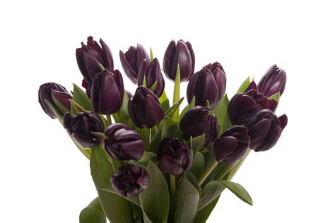 Black tulips, Tulips arrangement, Tulip bouquet