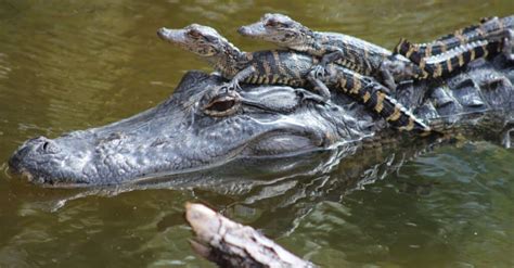 Baby Alligator: 6 Incredible Hatchling Facts & 6 Pictures! - IMP WORLD