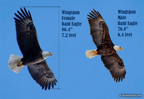 The Bald Eagle Wingspan: How does it compare to other Birds of Prey? - Avian Report