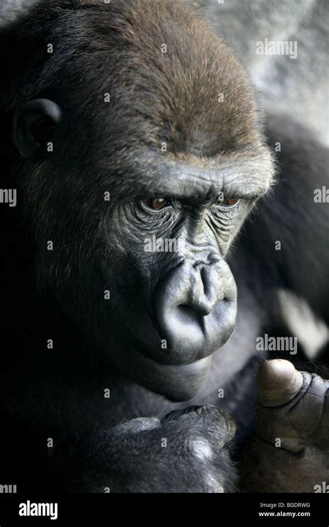 Gorilla ape close up portrait with mostly human expresions Stock Photo - Alamy