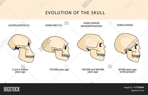 Human Evolution Skull Text Dating Vector & Photo | Bigstock