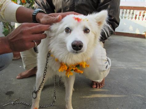 Festival In Nepal Honors Dogs, Thanks Them For Being Our Friends With Beautiful Celebration ...