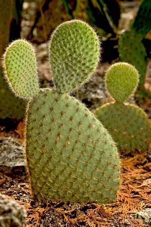 prickly pear | Description, Uses, & Species | Britannica.com