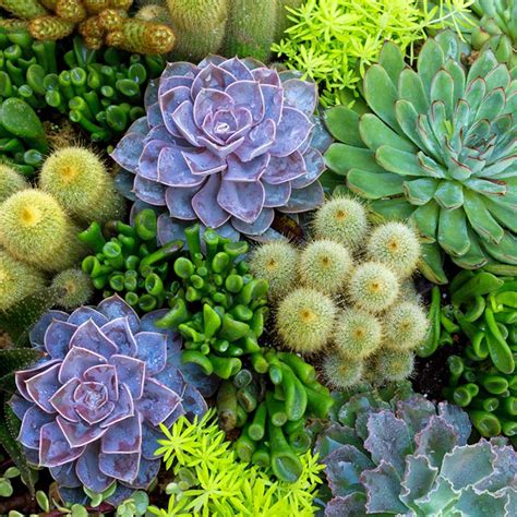 Succulents Growing Outside | Bruin Blog