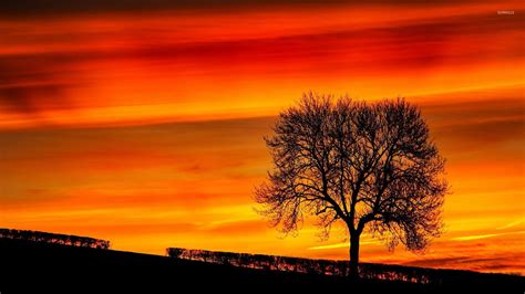 Tree In Sunset Wallpapers - Wallpaper Cave