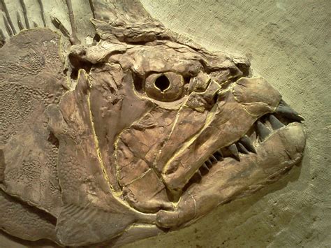 Sunday Snapshot: Fossils at the KU Natural History Museum | Diana ...