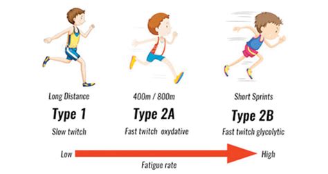 Types Of Muscle Explained – Skeletal, Smooth & Cardiac