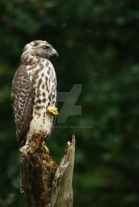 Hawk Eyes View by IHABLE on DeviantArt