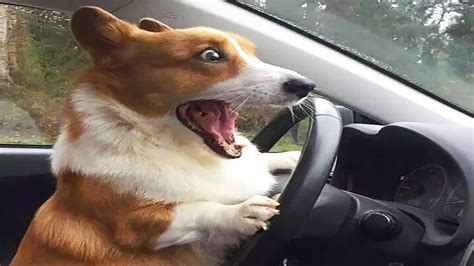 funny dog driving Blank Template - Imgflip