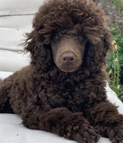 Brown Poodle Guide - Everything You Need To Know! | PupTraveller