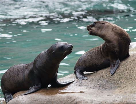 Images: Sea Lion Pups Make a Splash | Live Science