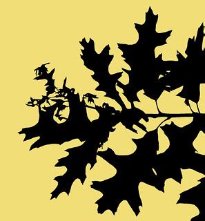 Oak leaf silhouette | Oak leaf silhouette. | Bird Eye | Flickr