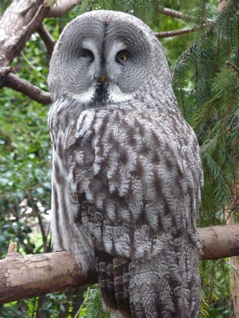 Blijdorp: Great Grey Owl by SSJGarfield on DeviantArt