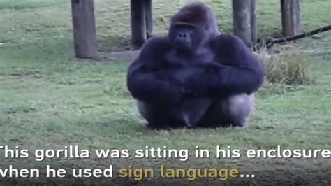 Famous Koko The Sign Language Gorilla Dies At 46