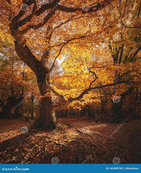 Beautiful Beech Tree in a Forest. Autumn Landscape Stock Image - Image ...