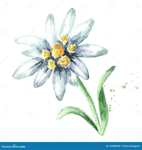 Edelweiss Flower Leontopodium Alpinum with Leaves, Watercolor Hand Drawn Illustration, Isolated ...