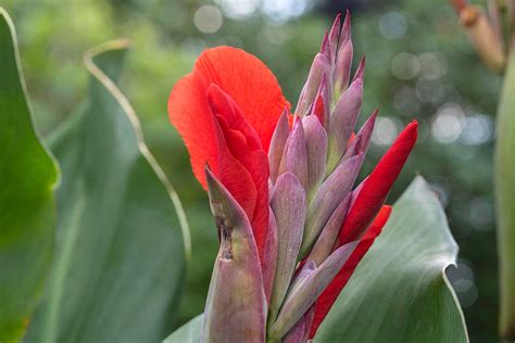 How to Identify and Treat Common Canna Lily Diseases