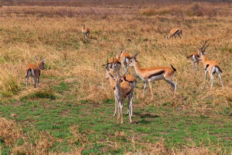 Herd of Thomson`s Gazelle Eudorcas Thomsonii in Serengeti National Park ...