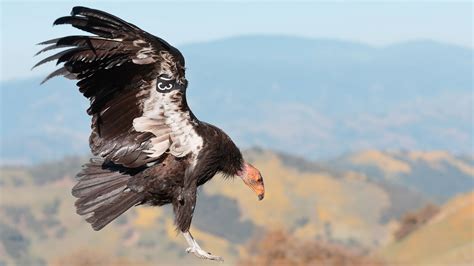 California Condor | Audubon Field Guide