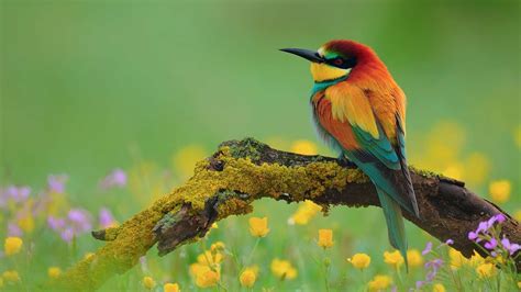 colourful-bird-high-definition-wallpaper-for-desktop-background-download-free – Indiana Audubon