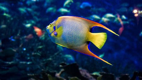 15 Awesome Types of Saltwater Angelfish | Build Your Aquarium