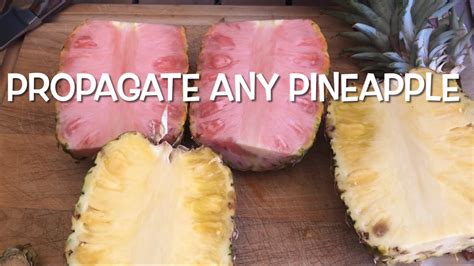 HOW TO PROPAGATE PINEAPPLE | EASY FOR THE HOME GARDENER | REGROW ...