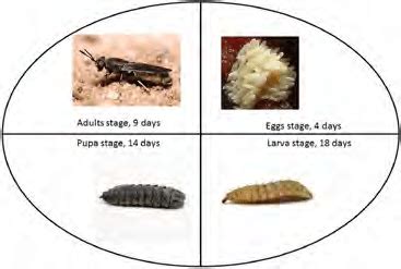 Black soldier fly (Hermetia illucens) life cycle (45 days total). They... | Download Scientific ...