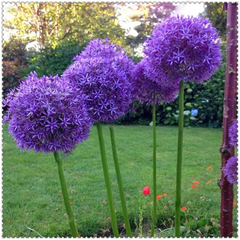 100pcs Giant Allium Giganteum Seeds OutletTrends.com Free Shipping Up to 70% OFF