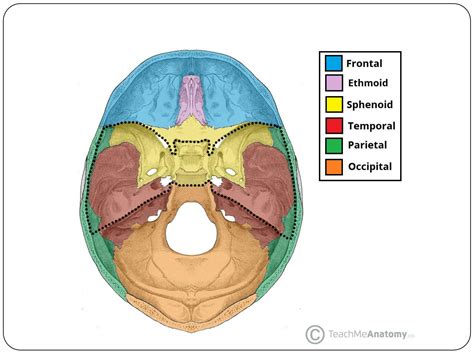 SOLUTION: Gross anatomy and developmen of hypophysis cerebri - Studypool