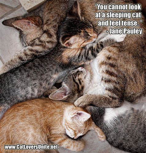 Sleeping Cat Quote | CatLoversUnite.net