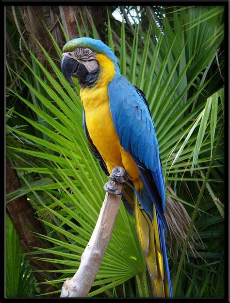 Blue Macaw by linmorash on DeviantArt