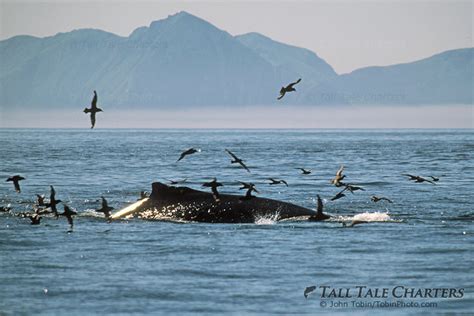 Picture of a Humpback Whale Feeding