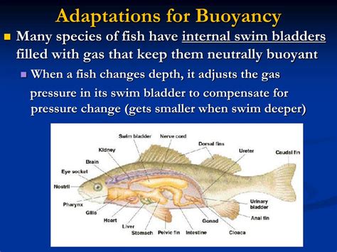 PPT - Marine Phyla and Adaptations to Living in the Ocean PowerPoint ...