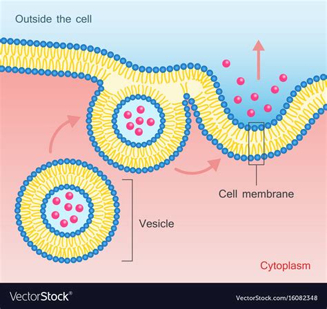 Exocytosis vesicle transport cell membrane Vector Image